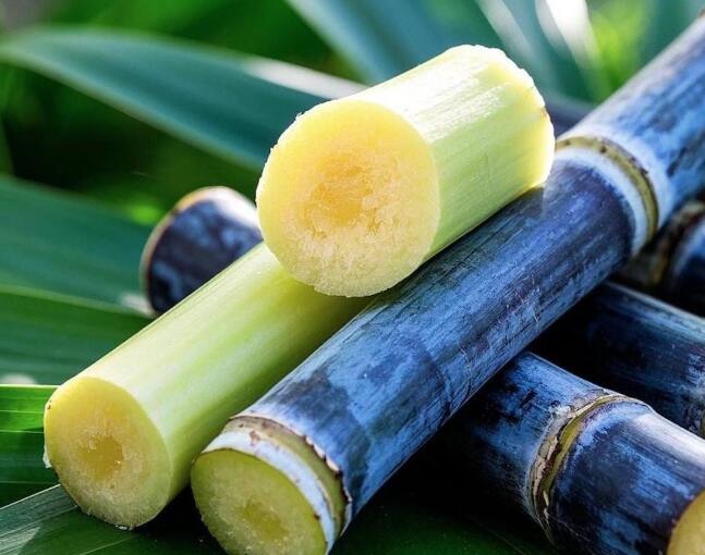 ऊस आणि त्याचा रस रोगप्रतिकारक शक्ती वाढवतात. यात व्हिटॅमिन C आणि अँटीऑक्सिडंट्स असतात, जे शरीराला आजारांपासून वाचवतात. ऊस खाणं आणि रस पिणं दोन्ही आरोग्यासाठी चांगलं आहे.