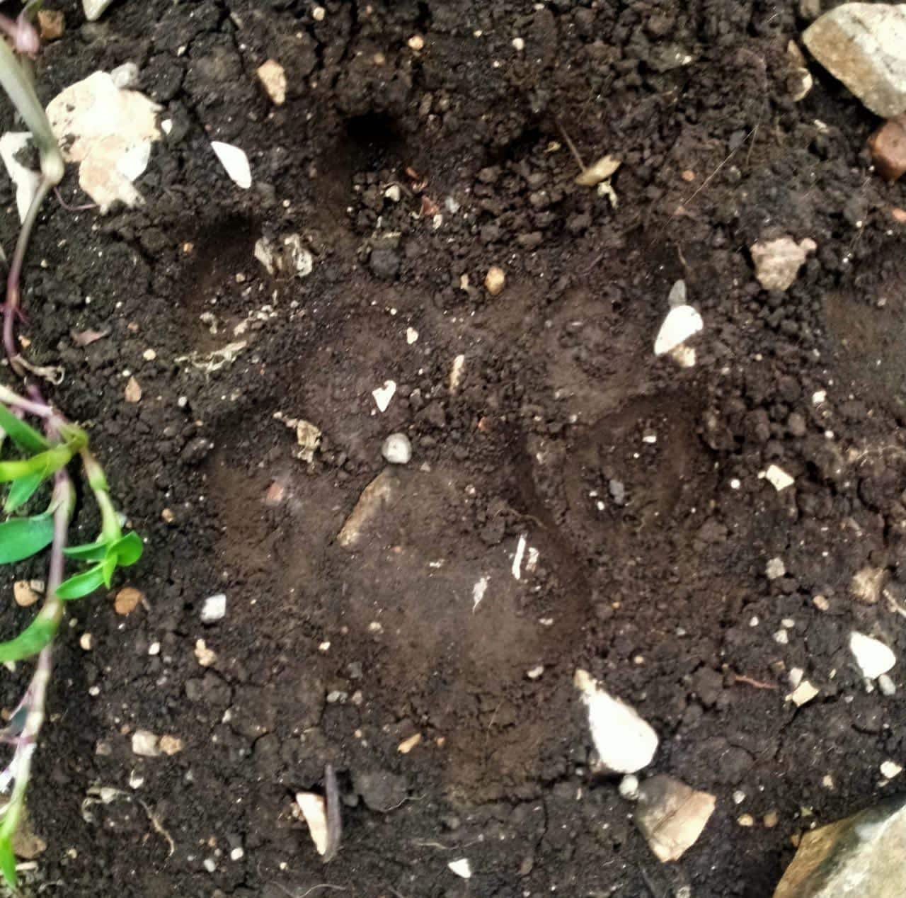 Tigers in Adilabad: మహారాష్ట్ర నుంచి ఆదిలాబాద్ సరిహద్దు అడవుల్లో ఆవాసం కోసం పులుల సంచారం..!