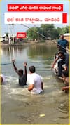నదిలో ఎగిరి దూకిన రాహుల్ గాంధీ భలే ఈత కొట్టాడు.. చూడండి