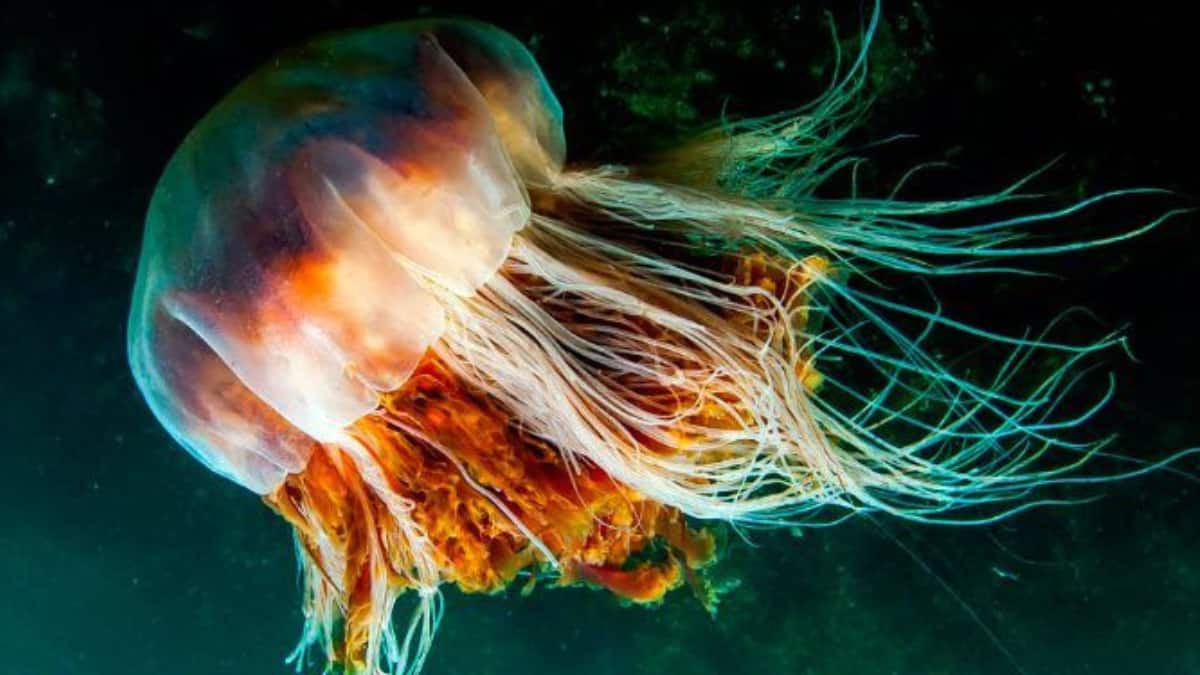 World Jellyfish Day 2025: Meet The Most Beautiful And Deadly Jellyfish Species In The World