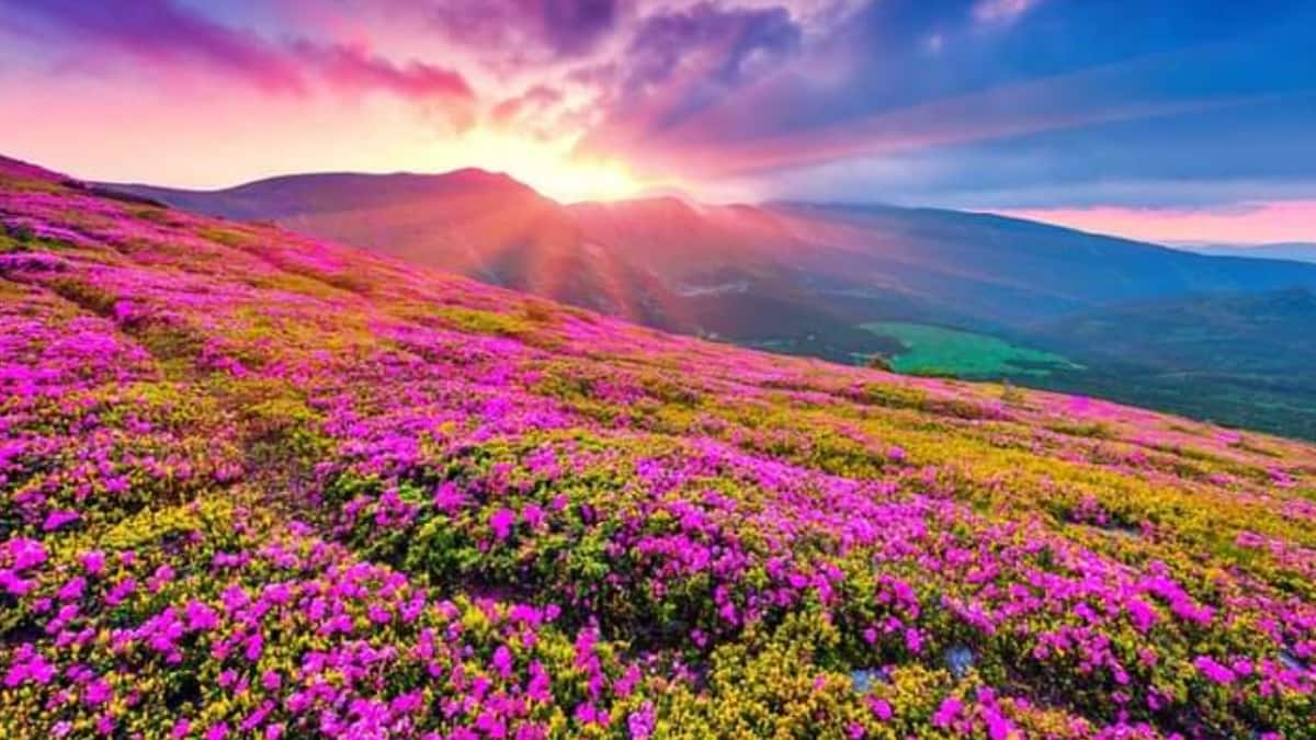 (Image Source: Twitter/@Munsyari_)