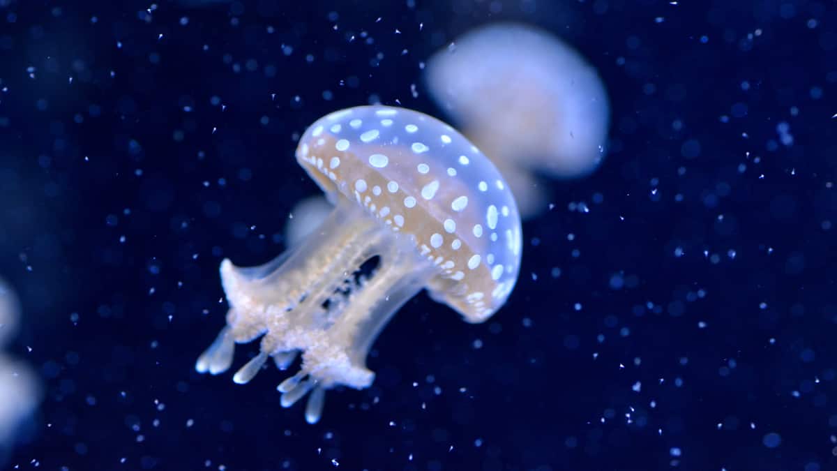 World Jellyfish Day 2025: Meet The Most Beautiful And Deadly Jellyfish Species In The World