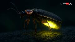 Glowing Animals At Night: जुगनू ही नहीं रात में इन जानवरों में भी जलती है लाइट, जान लीजिए नाम