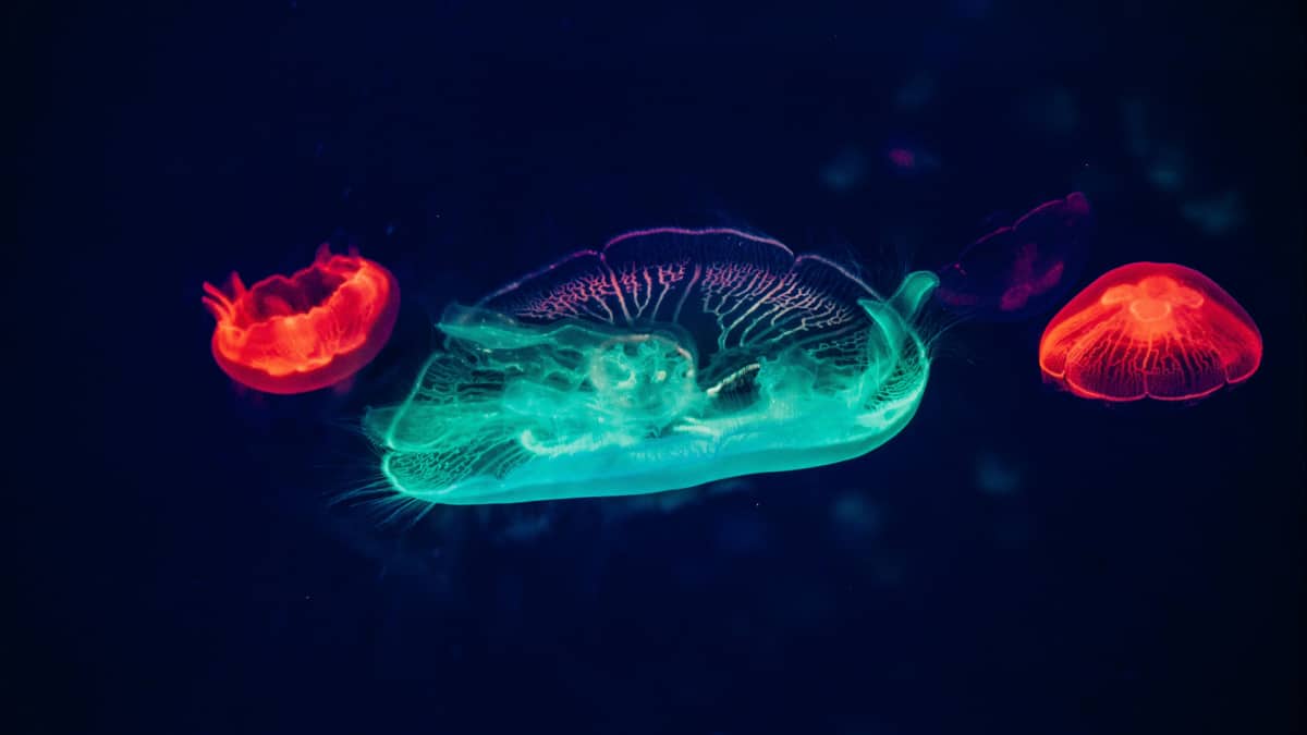 Jellyfish : మెదడు, గుండె లేకుండానే మిలియన్ సంవత్సరాలుగా బతికేస్తున్న జెల్లీ ఫిష్​లు.. తమ విషంతో నిమిషాల్లోనే చంపేస్తాయట