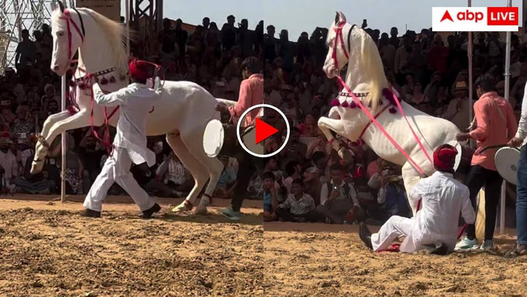Horse brought for sale at the Pushkar fair performed spectacular dance video goes viral डांसर घोड़ा! पुष्कर मेले में बिकने आए खूबसूरत घोड़े ने किया शानदार डांस- वीडियो हो रहा वायरल