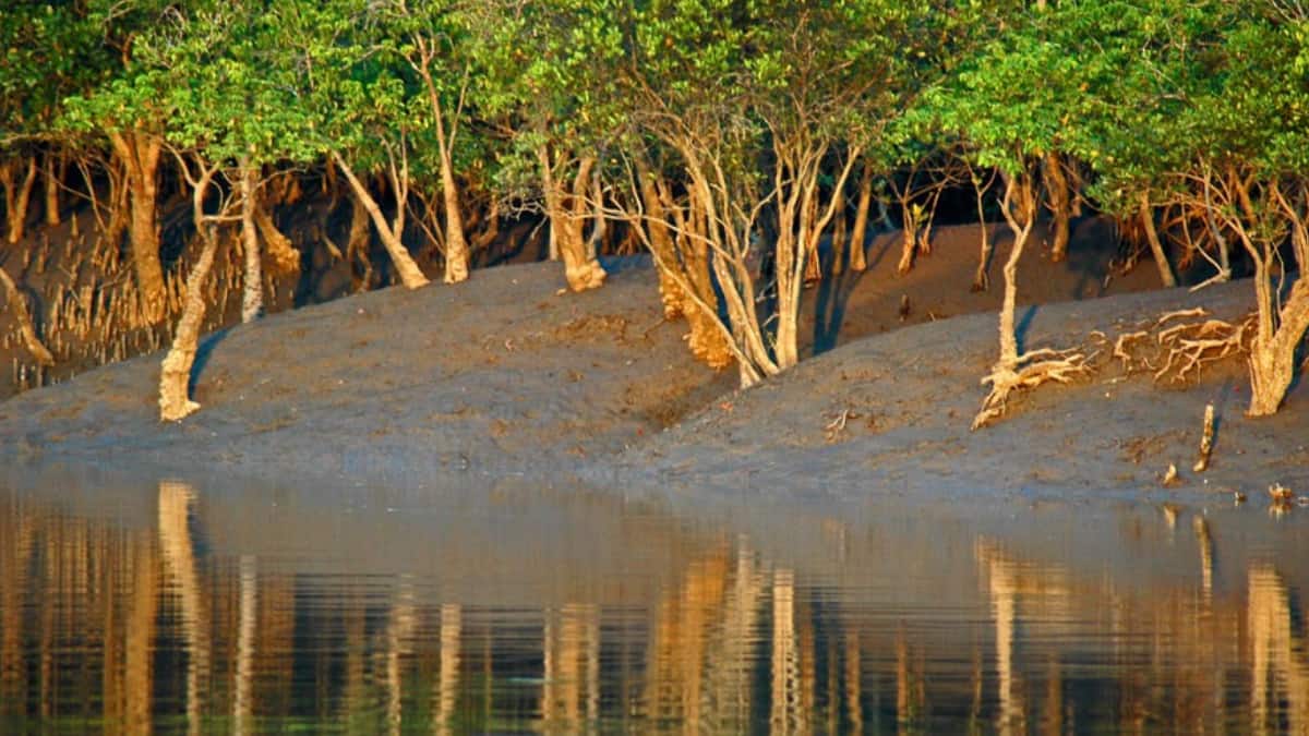 (Image Source: Twitter/@ItsmeSanchita)