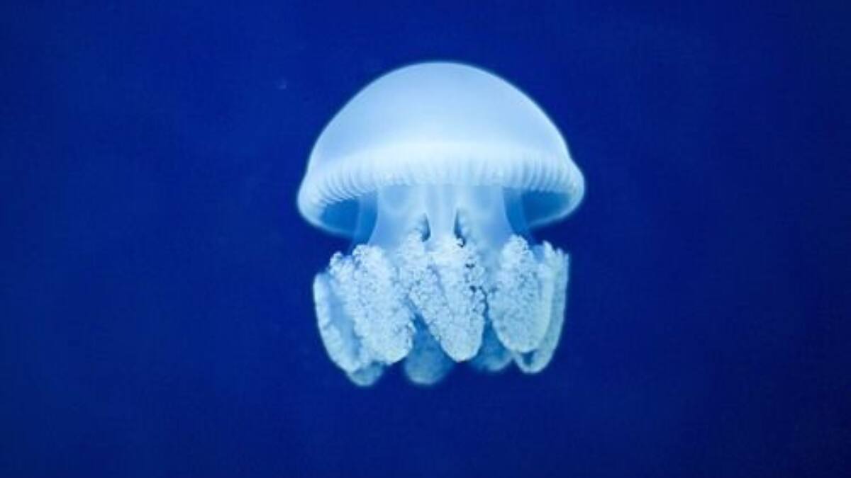 World Jellyfish Day 2025: Meet The Most Beautiful And Deadly Jellyfish Species In The World