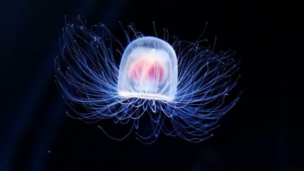 World Jellyfish Day 2025: Meet The Most Beautiful And Deadly Jellyfish Species In The World