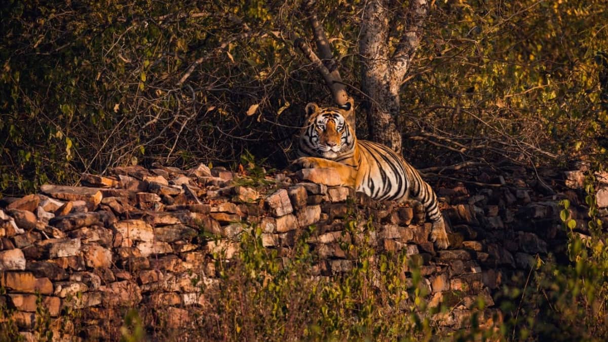 (Image Source: Twitter/@trailsoftravel)