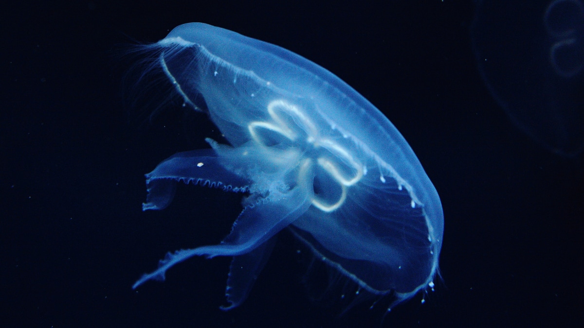 World Jellyfish Day 2025: Meet The Most Beautiful And Deadly Jellyfish Species In The World
