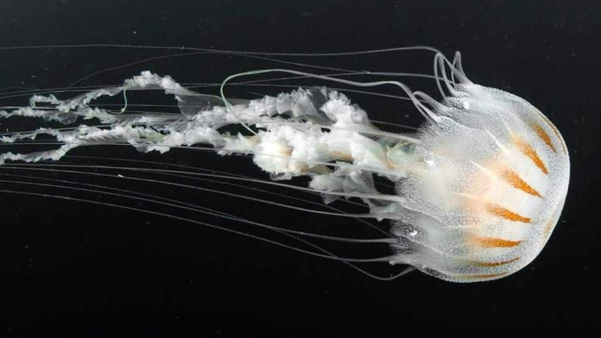 World Jellyfish Day 2025: Meet The Most Beautiful And Deadly Jellyfish Species In The World