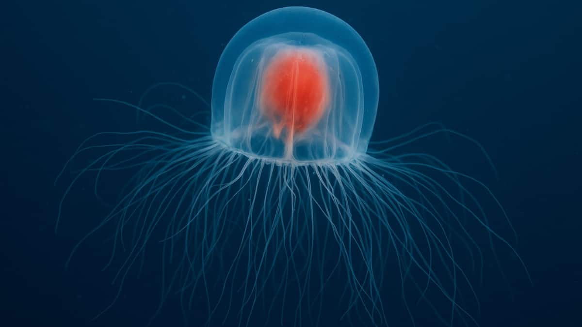 Jellyfish : మెదడు, గుండె లేకుండానే మిలియన్ సంవత్సరాలుగా బతికేస్తున్న జెల్లీ ఫిష్​లు.. తమ విషంతో నిమిషాల్లోనే చంపేస్తాయట