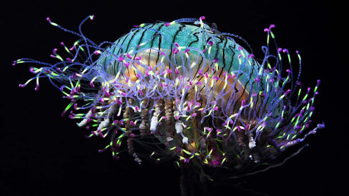 World Jellyfish Day 2025: Meet The Most Beautiful And Deadly Jellyfish Species In The World