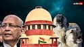 कितने कुत्ते स्टेरलाइज किए और कितने एबीसी सेंटर बनाए, हलफनामों में कहां? सिंघवी की दलील पर SC बोला- बात तो सही है...
