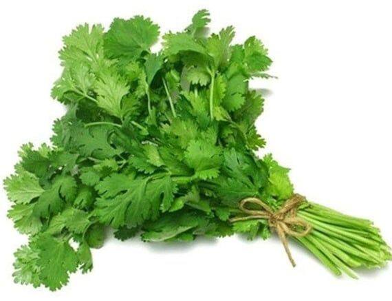 जर तुम्ही स्टोर केलेली कोथिंबीर काळी पडत असेल तर, काही घरगुती उपायांनी बराच काळ ताजी आणि हिरवीगार ठेवू शकता.