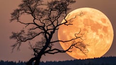 Supermoon 2025: When And How To Watch The Year’s Biggest And Brightest Full Moon? Know The Details Here