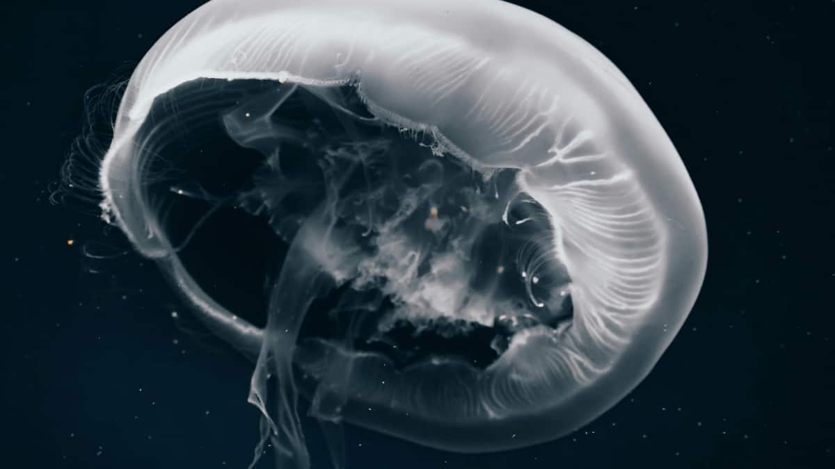 Jellyfish : మెదడు, గుండె లేకుండానే మిలియన్ సంవత్సరాలుగా బతికేస్తున్న జెల్లీ ఫిష్​లు.. తమ విషంతో నిమిషాల్లోనే చంపేస్తాయట