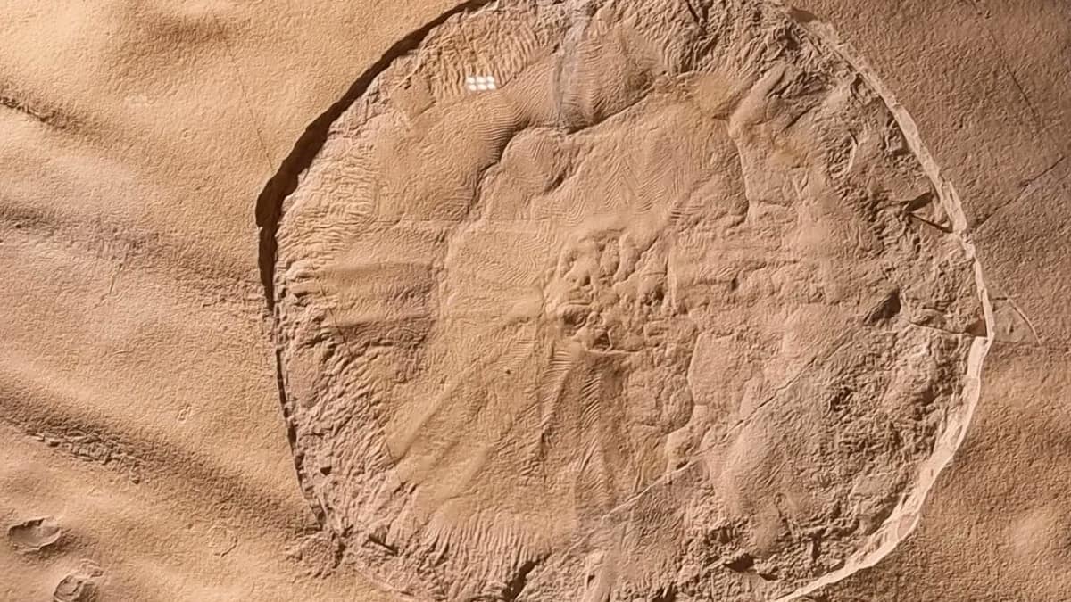 Jellyfish : మెదడు, గుండె లేకుండానే మిలియన్ సంవత్సరాలుగా బతికేస్తున్న జెల్లీ ఫిష్​లు.. తమ విషంతో నిమిషాల్లోనే చంపేస్తాయట