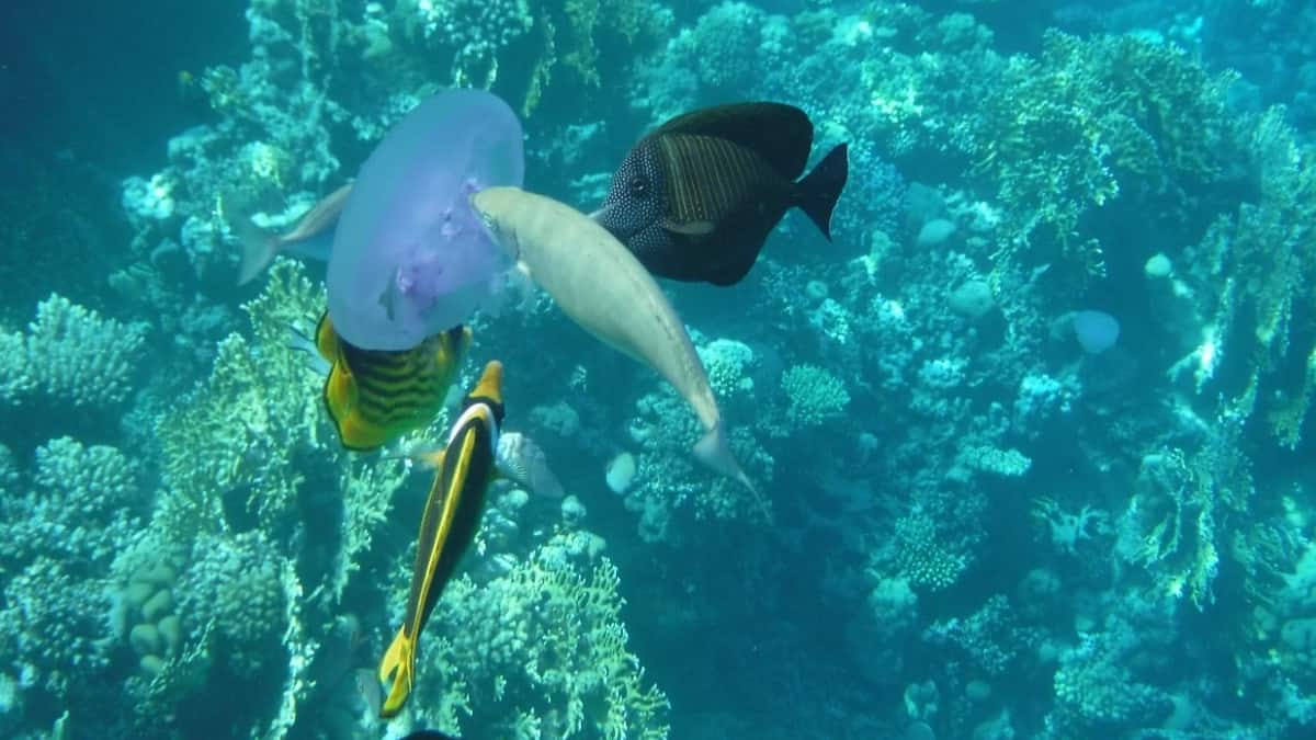 Jellyfish : మెదడు, గుండె లేకుండానే మిలియన్ సంవత్సరాలుగా బతికేస్తున్న జెల్లీ ఫిష్​లు.. తమ విషంతో నిమిషాల్లోనే చంపేస్తాయట