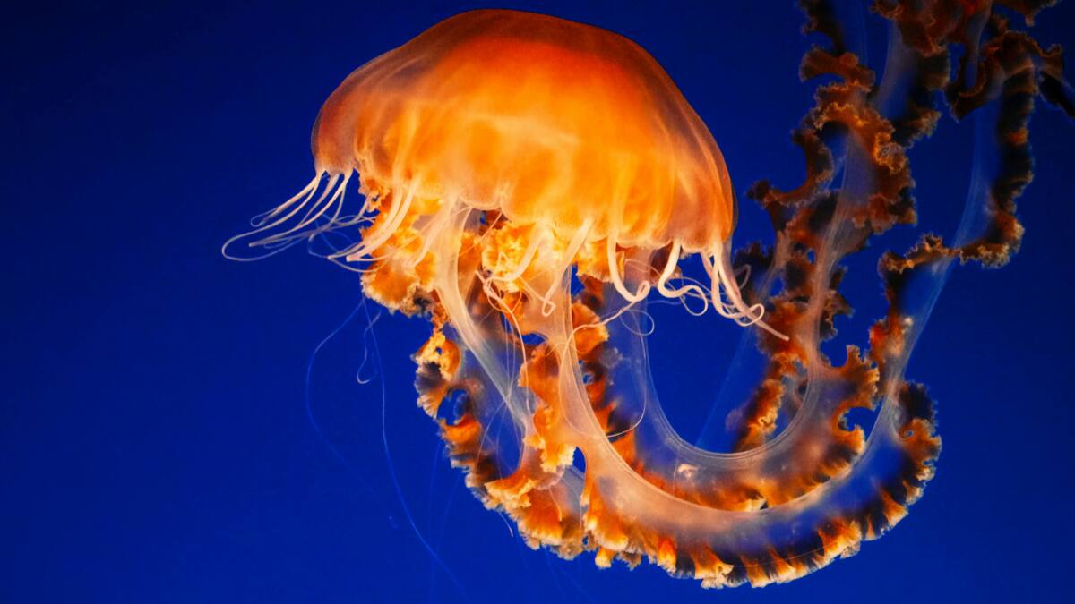 World Jellyfish Day 2025: Meet The Most Beautiful And Deadly Jellyfish Species In The World