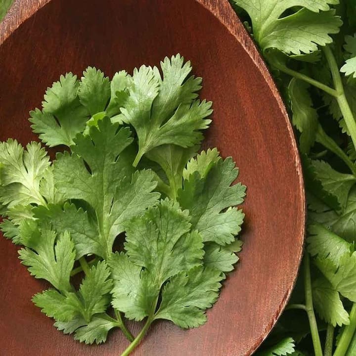 अनेक लोकं कोथिंबीर बराच काळ टिकण्यासाठी फ्रिजमध्ये ठेवतात. पण ते काही दिवसांनंतर खराब होऊन जातात.