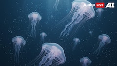 World Jellyfish Day 2025: 7 Mind-Blowing Facts About Ocean's Most Mysterious Creatures