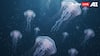 World Jellyfish Day 2025: 7 Mind-Blowing Facts About Ocean's Most Mysterious Creatures