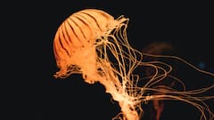 World Jellyfish Day 2025: Meet The Most Beautiful And Deadly Jellyfish Species In The World