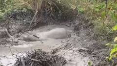 रेल हादसे में घायल हाथी को लेकर रेलवे पर उठे सवाल, पशु प्रेमी बोले विभाग की लापरवाही से हुई घटना