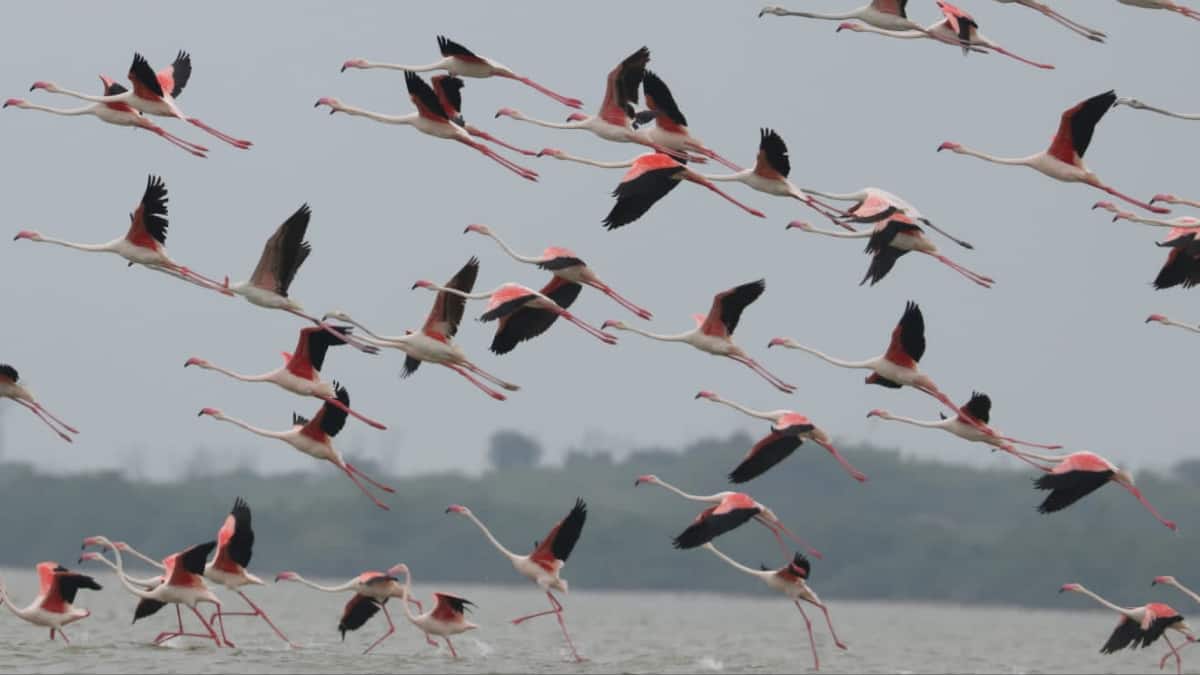 (Image Source: Twitter/@mkstalin)