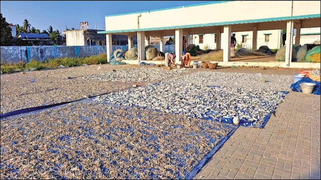 ஆஹா சுள்ளுன்னு வெளுக்குது வெயிலு... கருவாடும் காயுது: உற்சாகத்தில் மீனவத் தொழிலாளர்கள்