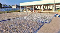 ஆஹா சுள்ளுன்னு வெளுக்குது வெயிலு... கருவாடும் காயுது: உற்சாகத்தில் மீனவத் தொழிலாளர்கள்