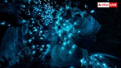 Glowing Animals At Night: जुगनू ही नहीं रात में इन जानवरों में भी जलती है लाइट, जान लीजिए नाम
