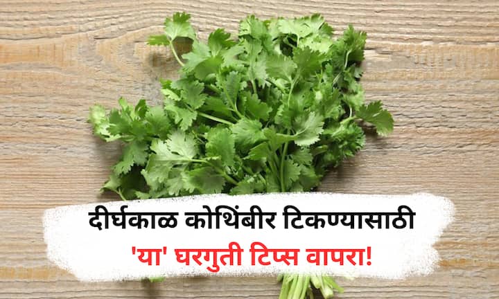 Coriander Storage Tips : हे उपाय करून पाहा आणि कोथिंबीर दीर्घकाळ हिरवीगार, ताजी आणि सुगंधी ठेवा