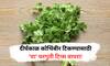 Coriander Storage Tips : कोथिंबीर शिवाय पदार्थाला चव कुठे! दीर्घकाळ टिकण्यासाठी 'या' घरगुती टिप्स बघाच..
