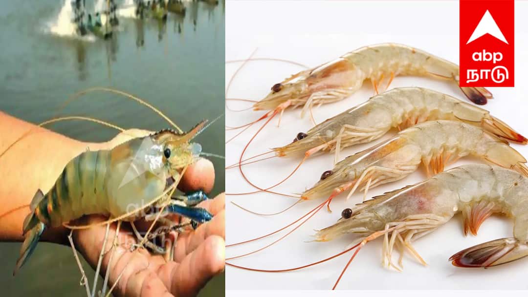 அமெரிக்கா விதித்த வரி தடை; இந்தியாவின் இறால் ஏற்றுமதி 6% உயர்வு! புதிய சந்தைகள் மூலம் சாதனை!