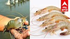 அமெரிக்கா விதித்த வரி தடை; இந்தியாவின் இறால் ஏற்றுமதி 6% உயர்வு! புதிய சந்தைகள் மூலம் சாதனை!