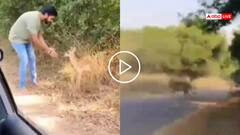 Video: हिरण के साथ वीडियो बनवा रहा था शख्स, झाड़ी से निकल आया चीता, फिर जो हुआ... देखें वीडियो