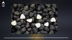 ਇਨ੍ਹਾਂ ਲੋਕਾਂ ਨੂੰ ਭੁੱਲ ਕੇ ਵੀ ਨਹੀਂ ਖਾਣਾ ਚਾਹੀਦਾ ਸਿੰਘਾੜਾ, ਹੋ ਸਕਦੇ ਨੇ ਇਹ 5 ਵੱਡੇ ਨੁਕਸਾਨ