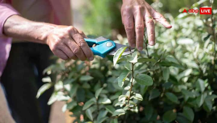 सर्दी की ठंडी हवा से पौधों की पत्तियां अकसर मुरझा जाती हैं. ऐसी सूखी या पीली पत्तियां पौधे से पोषक तत्व खींच लेती हैं, जिससे नई ग्रोथ रुक जाती है. इसलिए प्रूनिंग यानी काट-छांट जरूर करें. मुरझाई या सूखी टहनियों को कैंची से हटा दें. इससे पौधा नई पत्तियां और फूल देने के लिए एनर्जी जुटा पाएगा.