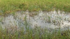 કમોસમી વરસાદથી થયેલા નુકસાન પર રાજનીતિ, સહાય પેકેજ મુદ્દે કિસાન સંઘ, AAP અને કોંગ્રેસની અલગ-અલગ માંગ