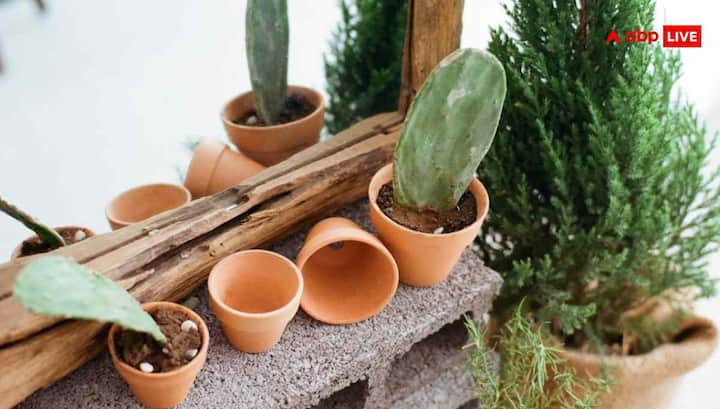 सर्दी में जब तापमान गिरता है तो मिट्टी जल्दी ठंडी हो जाती है और जड़ें जम सकती हैं. इसे रोकने का सबसे आसान तरीका मल्चिंग है. मल्चिंग का मतलब पौधों के आस-पास सूखी पत्तियां, लकड़ी के बुरादे, भूसा या नारियल के छिलके की 3 से 5 इंच मोटी परत बिछाना है. यह परत मिट्टी की नमी बनाए रखती है और पौधों की जड़ों को गर्म रखती है. इससे पौधे ठंड और पाले से बचे रहते हैं.