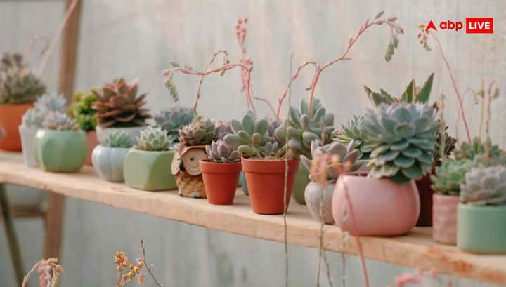 गार्डन के पौधों को ठंड से ढकें, जो पौधे जमीन में या बड़े गार्डन में लगे हैं, उन्हें आप घर के अंदर नहीं ला सकते है. ऐसे पौधों को बचाने के लिए उन्हें किसी कवर से ढक दें. इसके लिए आप फैब्रिक प्लांट कवर, पॉलीथिन शीट, कार्डबोर्ड बॉक्स या पुरानी चादर का यूज कर सकते हैं. रात में पौधों को ढक दें और दिन में हल्की धूप आने पर कवर हटा दें, ताकि पौधे सांस ले सकें.