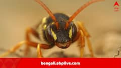 বেড়াতে গিয়ে রোমাঞ্চের খোঁজে, হঠাৎই ছেঁকে ধরল ভীমরুলের ঝাঁক, বেঘোরে মৃত্যু বাবা-ছেলের