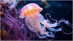 మెదడు, గుండె లేకుండానే మిలియన్ సంవత్సరాలుగా బతికేస్తున్న జెల్లీ ఫిష్​లు.. తమ విషంతో నిమిషాల్లోనే చంపేస్తాయట