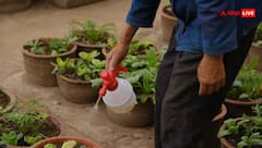 ठंड आते ही ओस और पाले में खराब होने लगते हैं पौधे, ये स्मार्ट हैक्स आएंगे काम