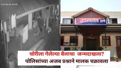 चोरीला गेलेला बैल हवाय?  जन्माचा दाखला द्या .. पोलिसांच्या अजब प्रश्नाने मालक चक्रावला, चोरट्याचं  CCTVही आलं, नेमका प्रकार काय?