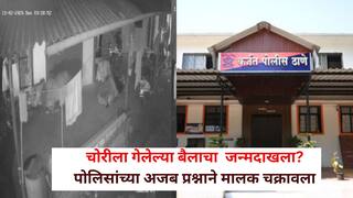 चोरीला गेलेला बैल हवाय?  जन्माचा दाखला द्या .. पोलिसांच्या अजब प्रश्नाने मालक चक्रावला, चोरट्याचं  CCTVही आलं, नेमका प्रकार काय?