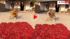 आइसक्रीम समझ मिर्च खा गया कुत्ता! तीखे से डोगेश भाई के मुंह को आ गए गुर्दे- वीडियो वायरल