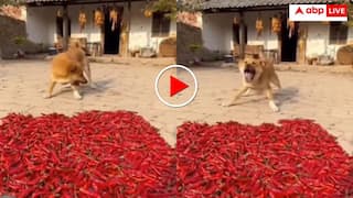 आइसक्रीम समझ मिर्च खा गया कुत्ता! तीखे से डोगेश भाई के मुंह को आ गए गुर्दे- वीडियो वायरल